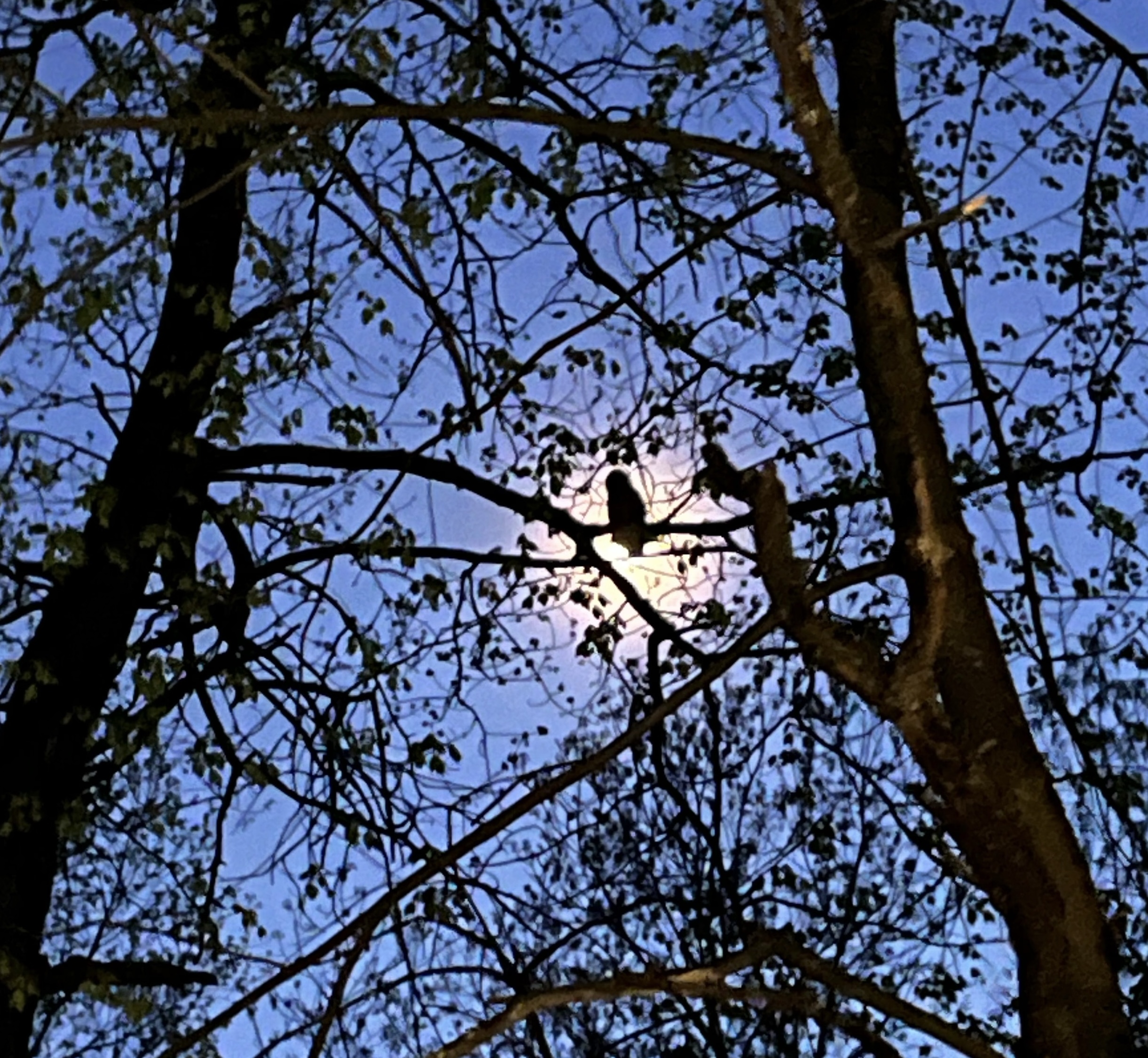 IMG_9496_Original.jpeg