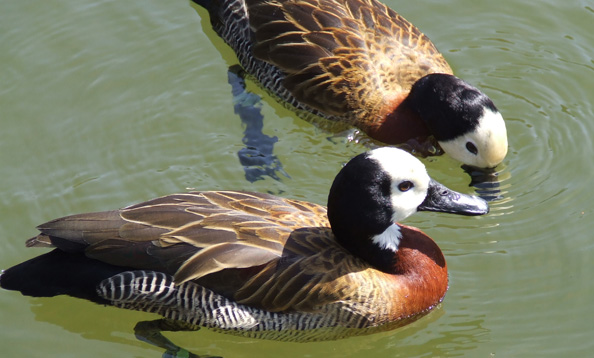 img_whislingduck_kc_large.jpg