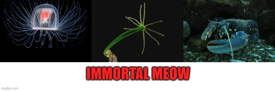 immortal_meow.jpg