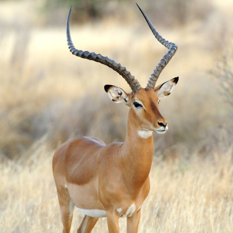 impala-explication-tete-a-modeler-du-mot-impala.jpeg