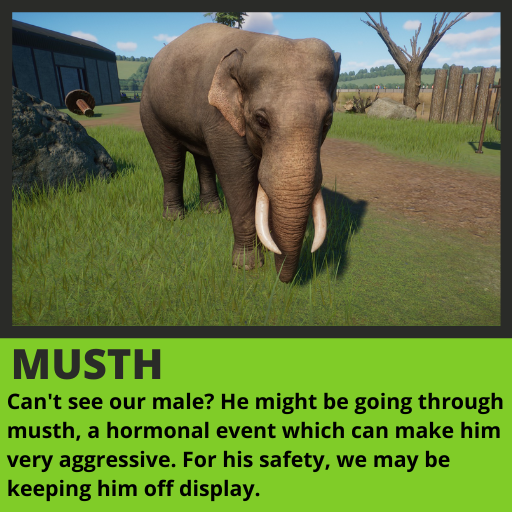 Indian Elephant - Musth.png