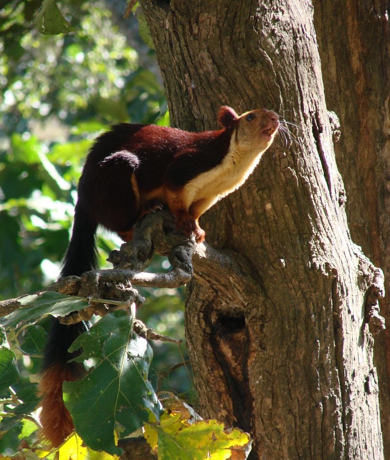 Indian giant squirrel or Malabar giant squirrel.jpg