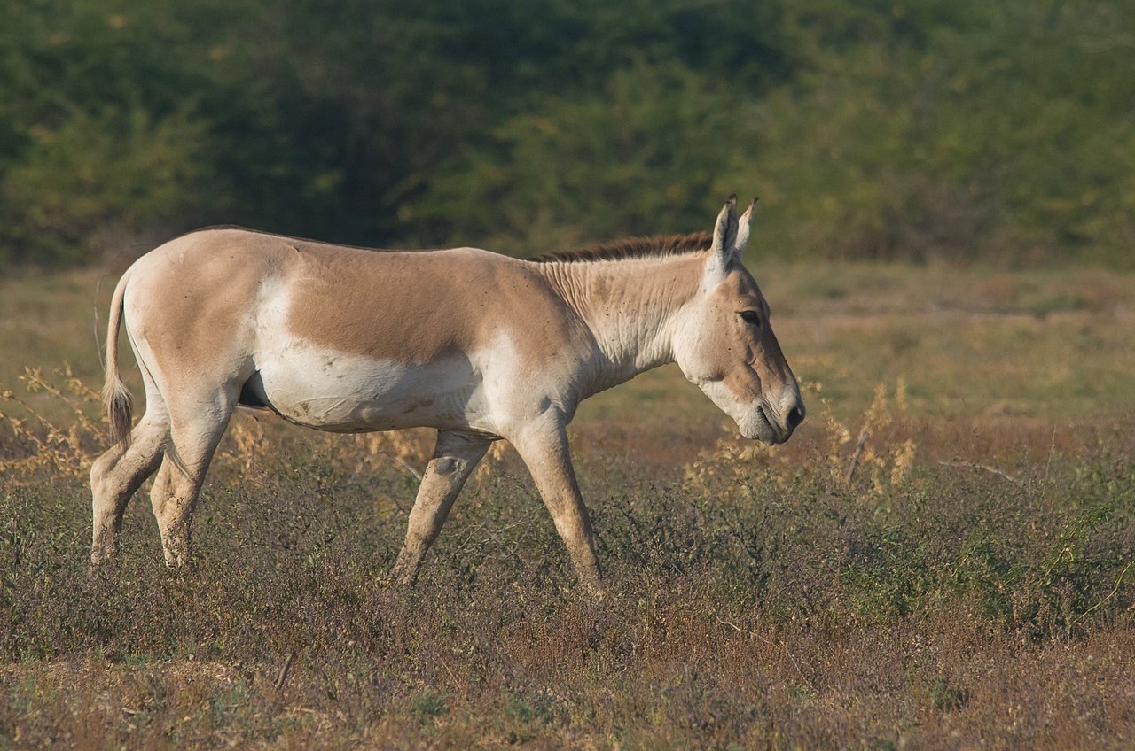 Indian_Wild_Ass_in_the_Rann_of_Kutch.jpg