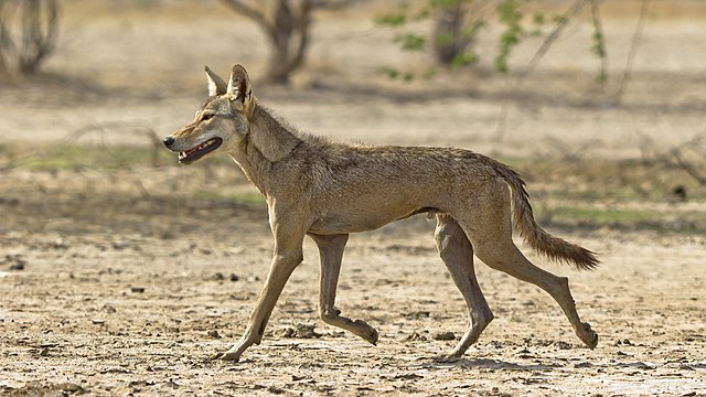 Indian_Wolf_Photo_Dhaval_Vargiya.jpg