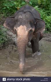 indianelephant1.jpg