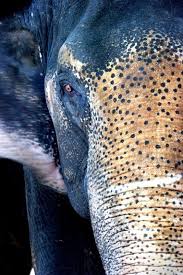 indianelephant2.jpg