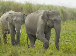 indianelephant3.jpg