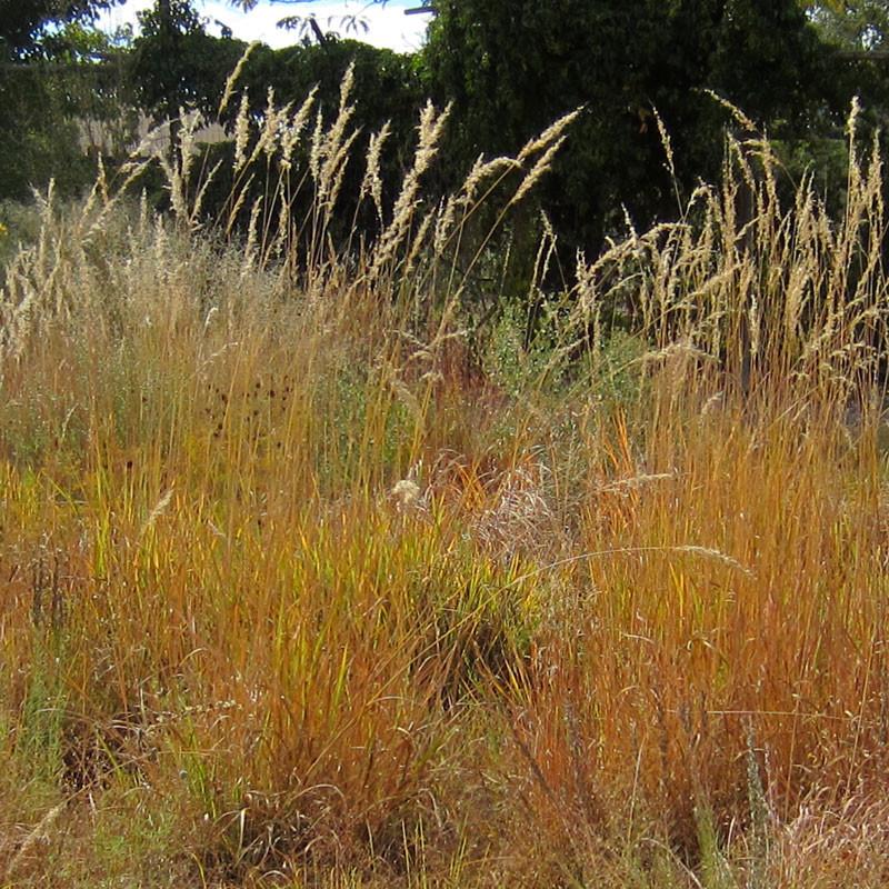 indiangrass_1024x1024.jpeg