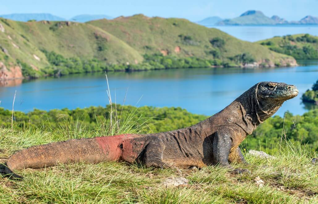 Indonesia-Komodo-Dragon-Conservation20.jpg