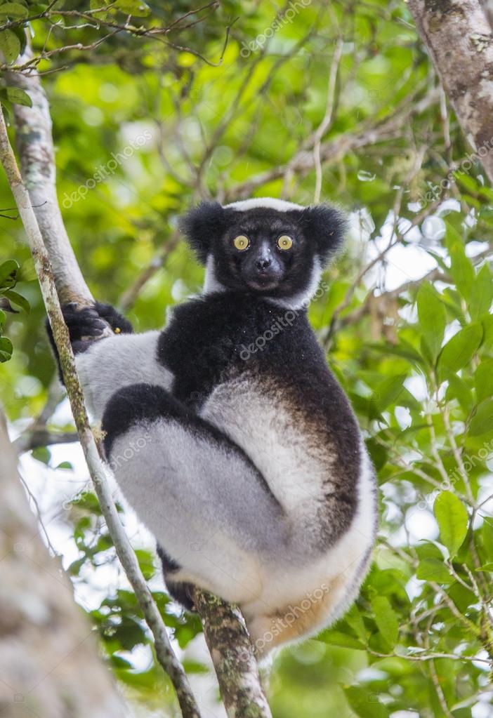 indri lemur madsgacr.jpg