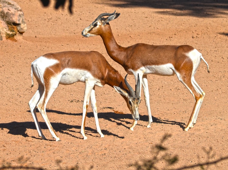 interiores-animal-bioparc-valencia-gacela-mhorr-03.jpg