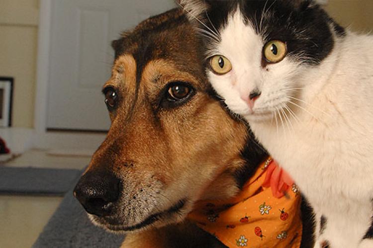 introducing-dogs-cats-resource_0.jpg