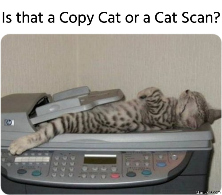 Is-that-a-Copy-Cat-or-a-Cat-Scan-meme-9356.jpg
