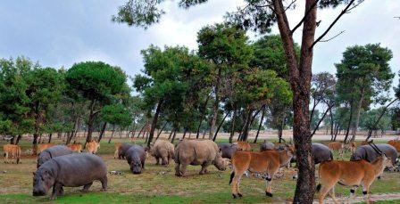 israel-zoo-and-safari-african-herds-winter.jpg