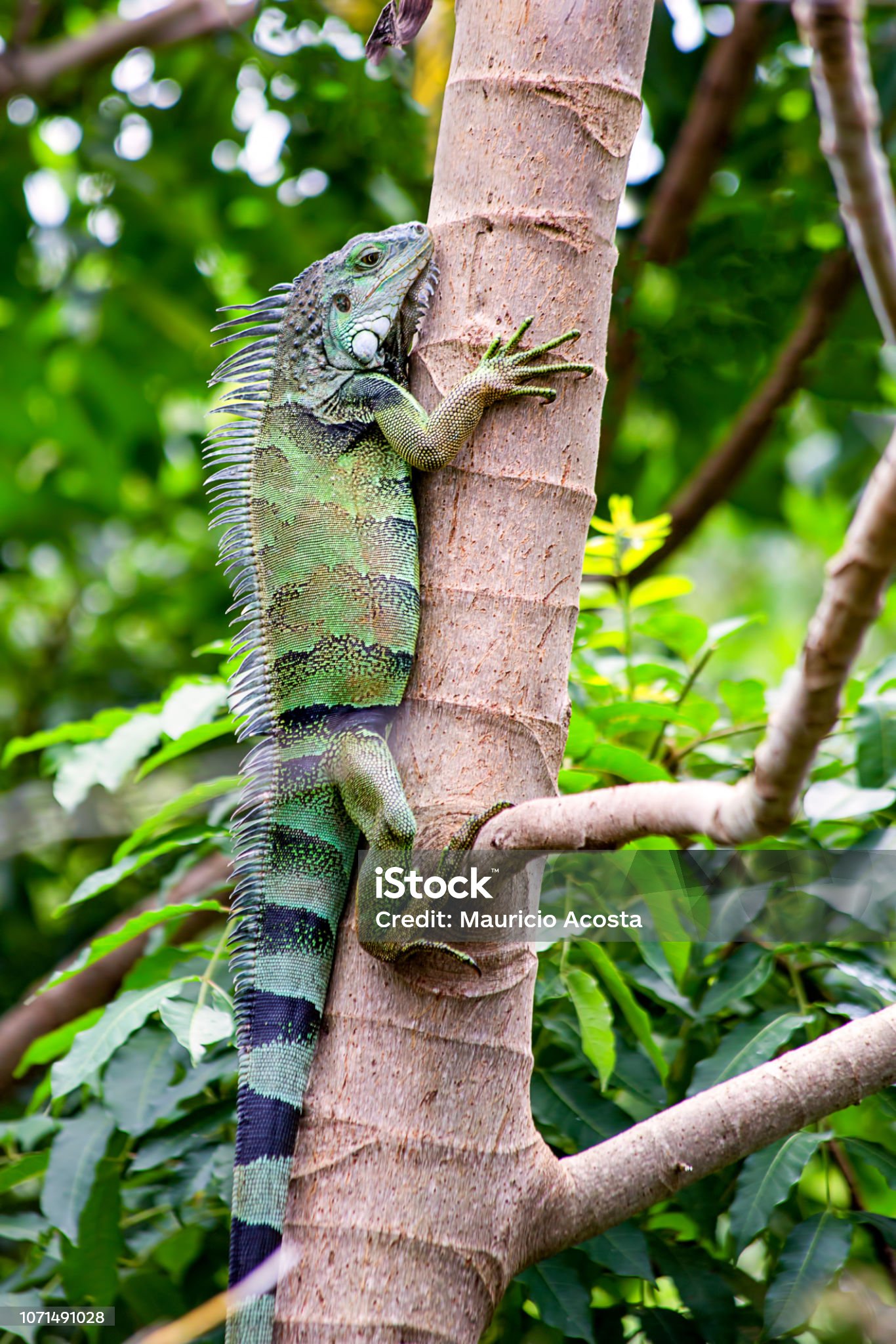 istockphoto-1071491028-2048x2048.jpg