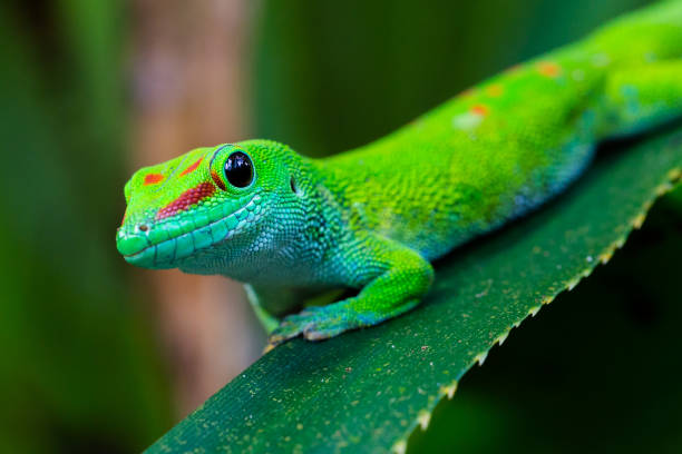 istockphoto-1181001879-612x612.jpg