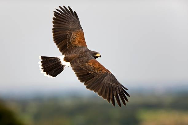 istockphoto-1256831441-612x612.jpg