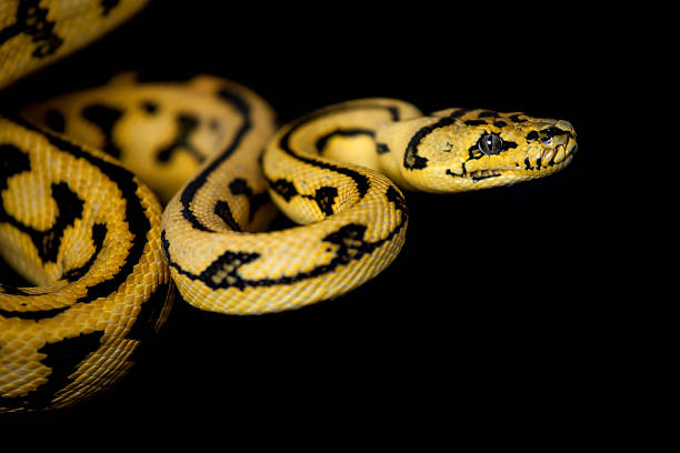 istockphoto-598710268-612x612.jpg