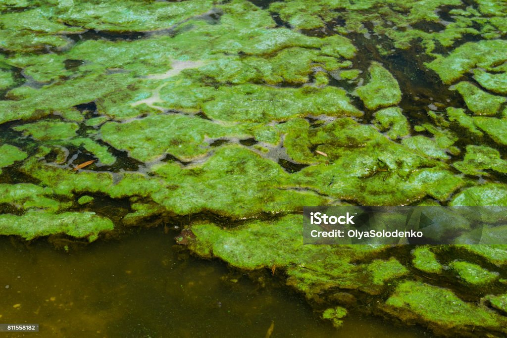 istockphoto-811558182-1024x1024.jpg