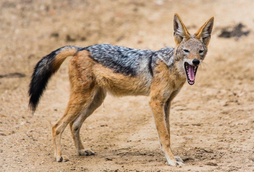 jackal.jpg