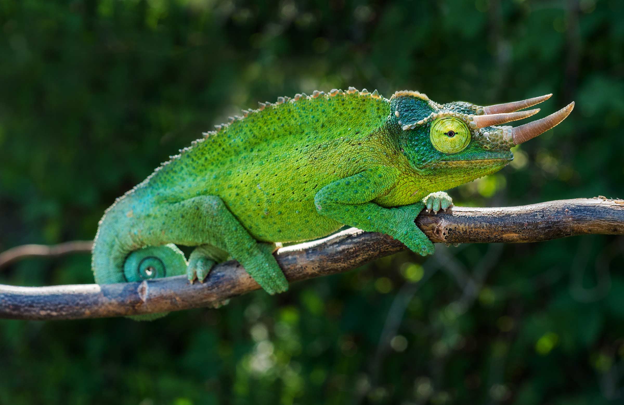 jacksons-chameleon.jpg