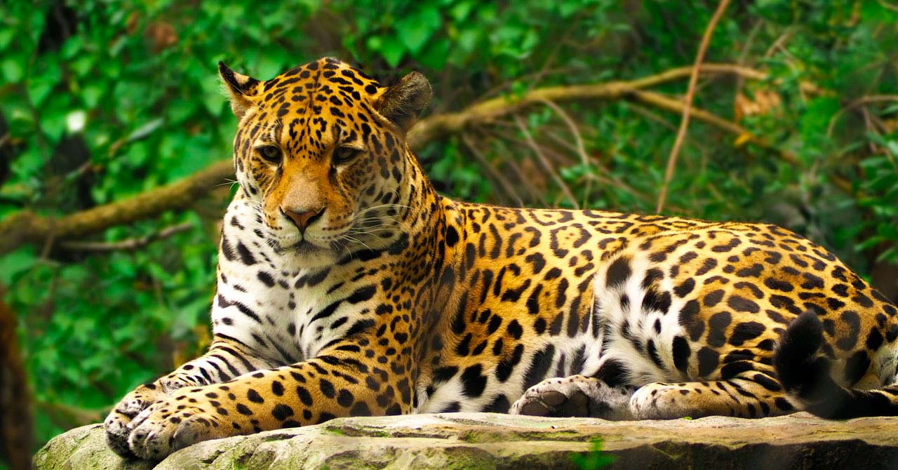 jaguar-en-colombia.jpg