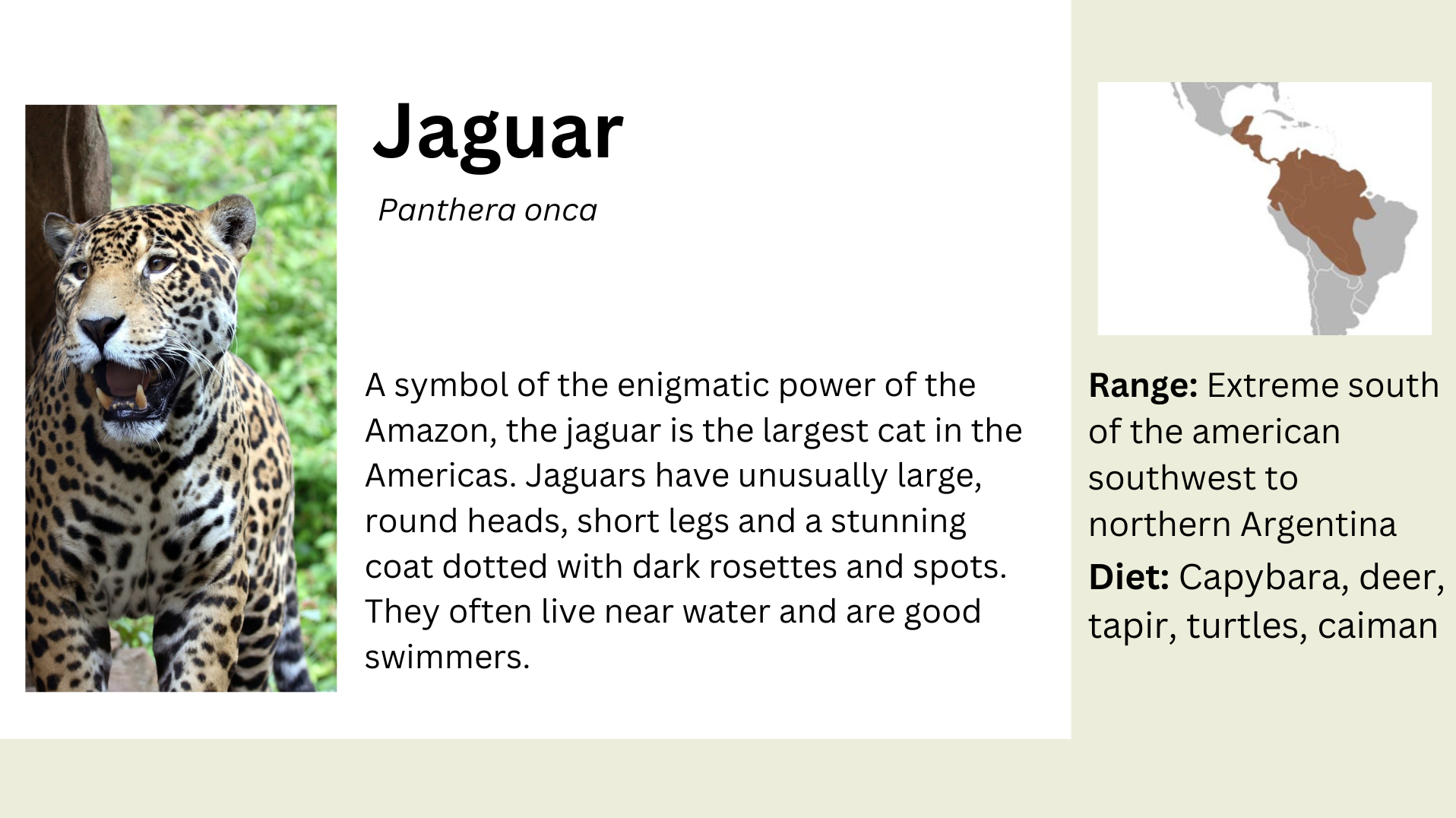 jaguar info.png