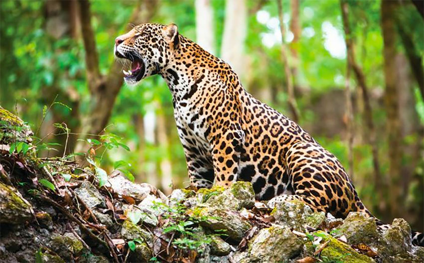 jaguar.jpg