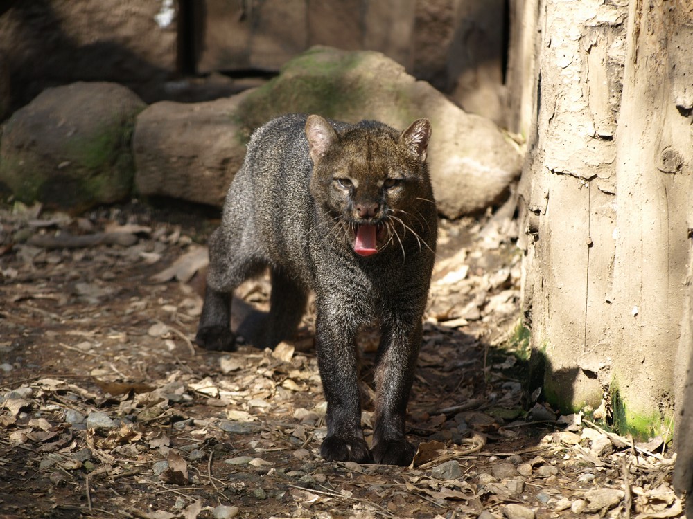 jaguarundi.jpg