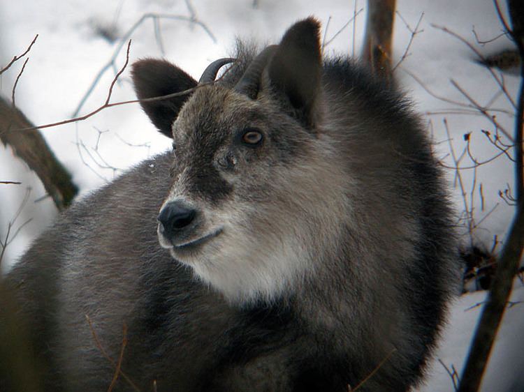 japanese-serow-620e23b2-e7fb-4e22-8bfc-f8f193c5c85-resize-750.jpeg