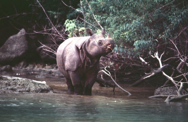 Javan-Rhino-Alain-Compost-1-1-768x499.jpeg