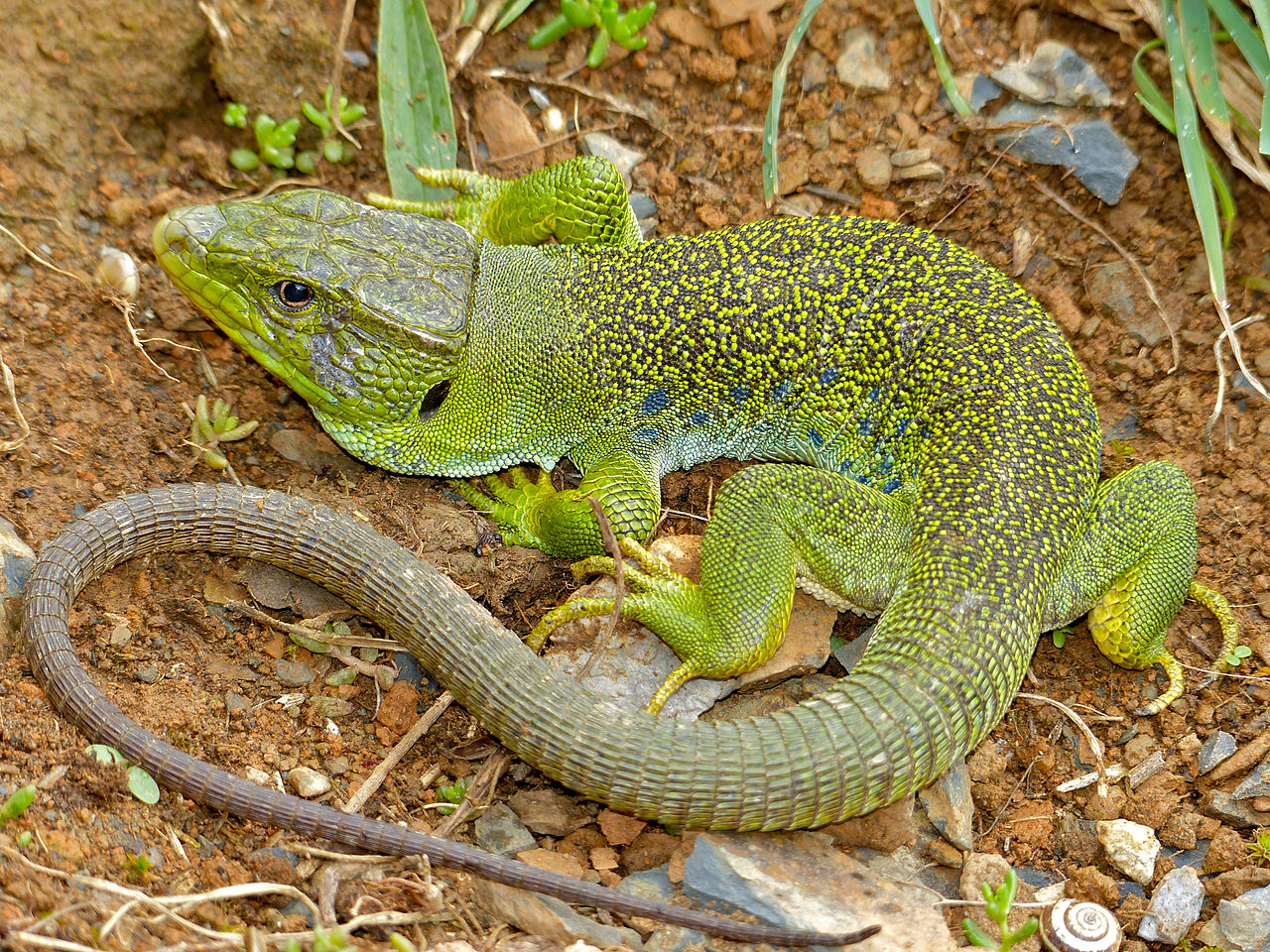 Jewelled_Lizard.jpg