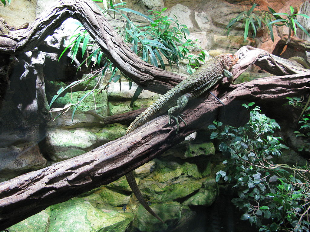 Jielbeaumadier_lezard-caiman_zoo_praha_2010.jpeg.jpeg