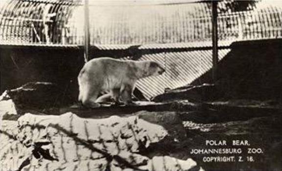 Johannesburg Zoo - Polar Bear Postcard - Photographed by Kathy Munro.jpg