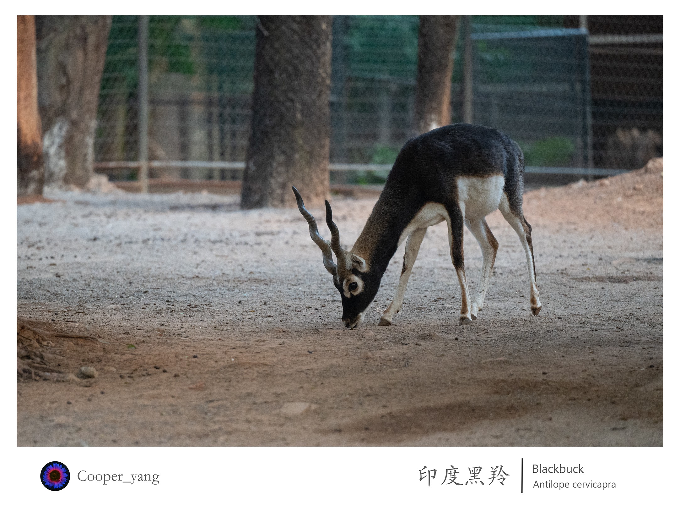印度黑羚（小）.jpg