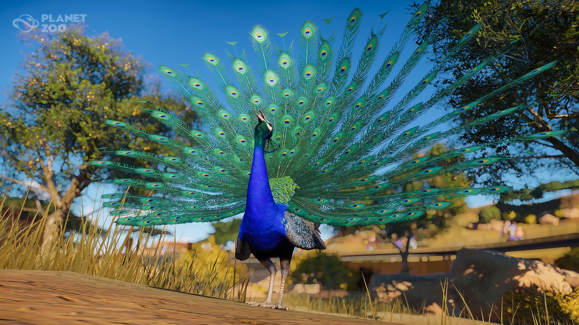 july12_indianpeafowl-jpg.139050