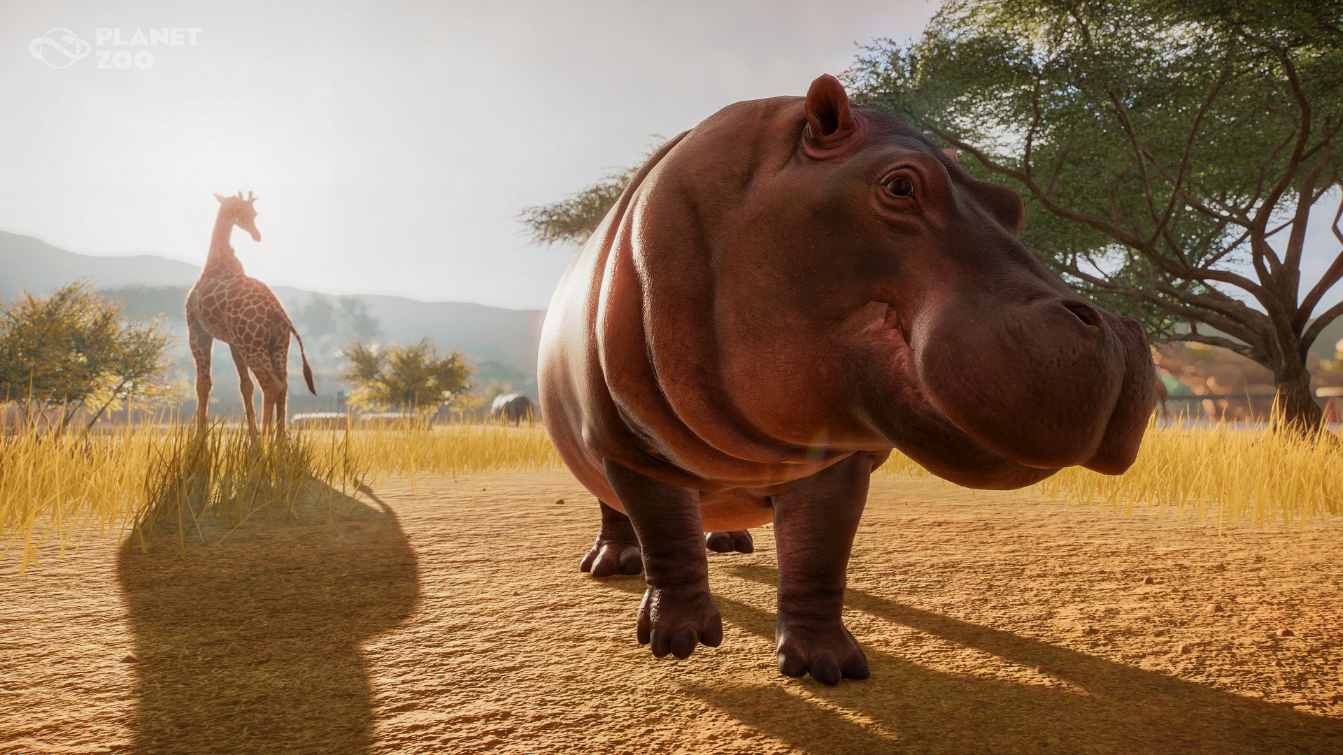 july19_commonhippo-jpg.139054