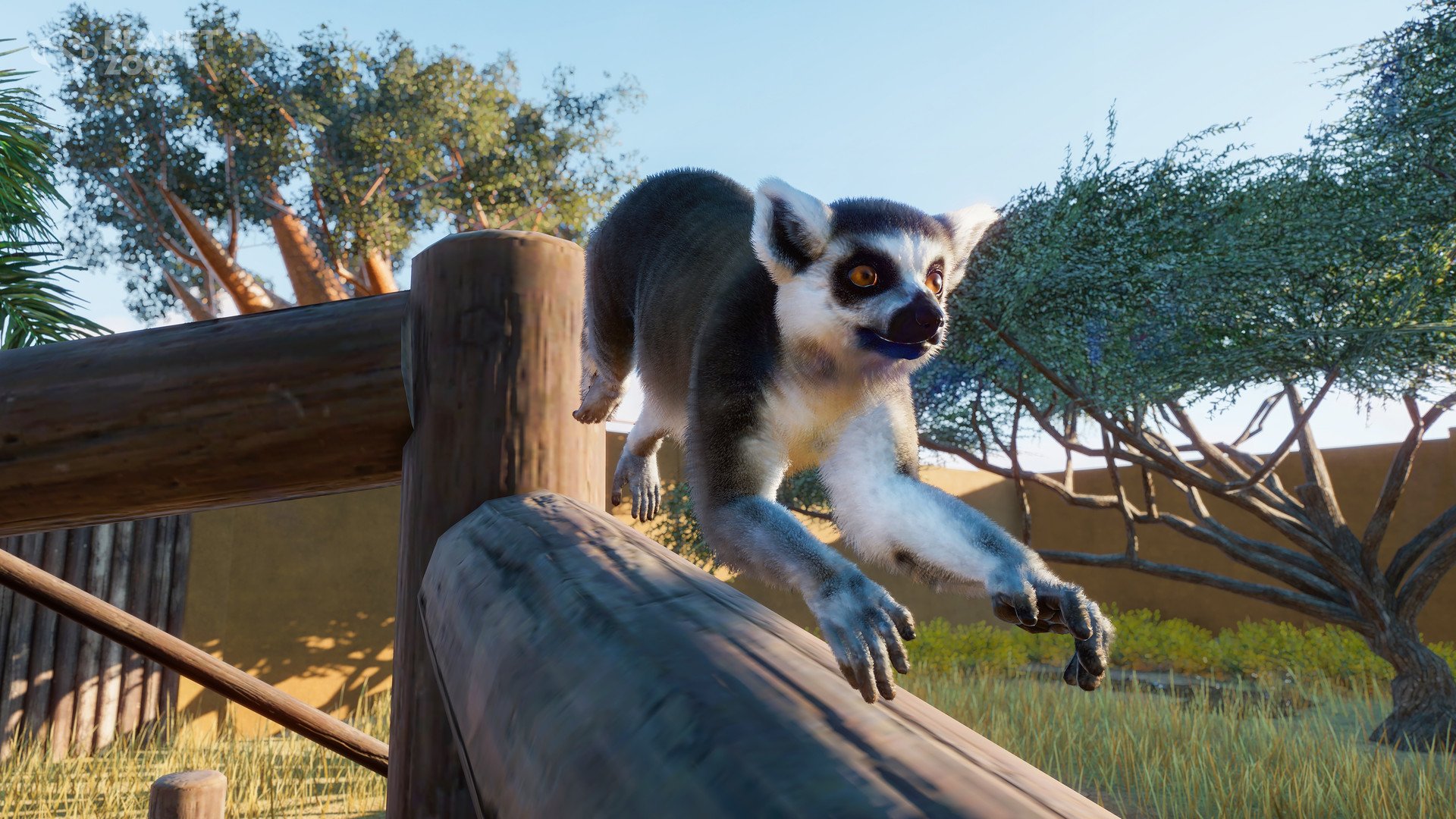 july5_ringtailedlemur-jpg.139047