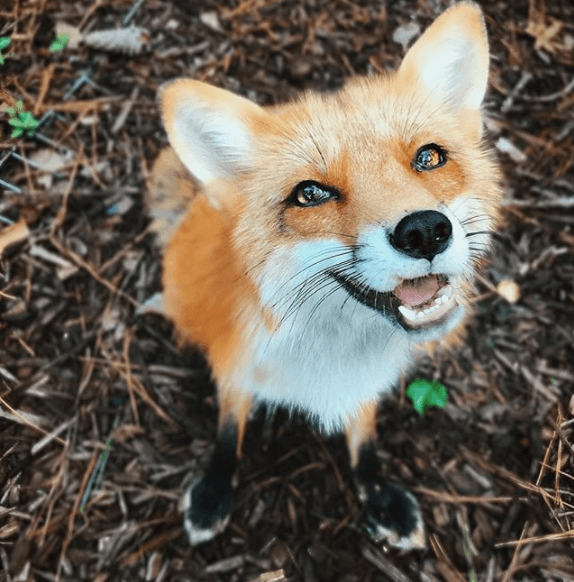Juniper-the-fox.png