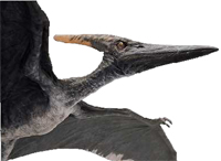 Jurassic_Park_III_Alpha_Male_Pteranodonvillainswikifanon.jpg