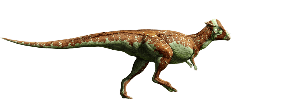 jurassic_world__pachycephalosaurus_by_sonichedgehog2_d8qh0wl-fullview.png