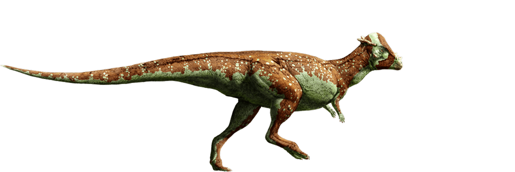 jurassic_world__pachycephalosaurus_by_sonichedgehog2_d8qh0wl-fullview.png