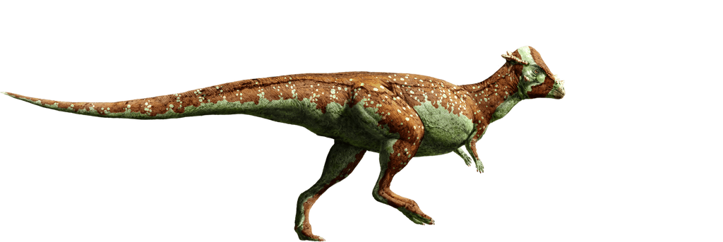jurassic_world__pachycephalosaurus_by_sonichedgehog2_d8qh0wl-fullview.png