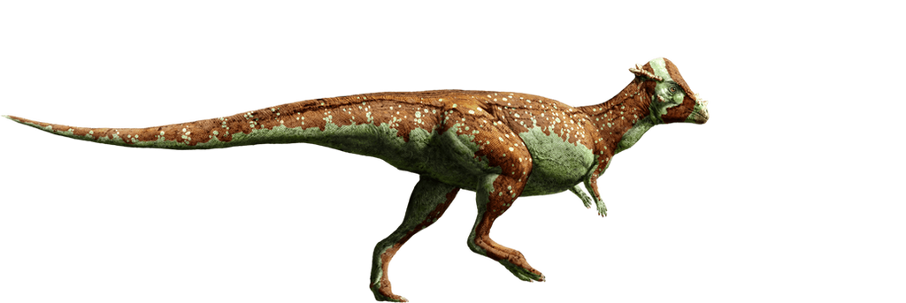 jurassic_world__pachycephalosaurus_by_sonichedgehog2_d8qh0wl-fullview.png