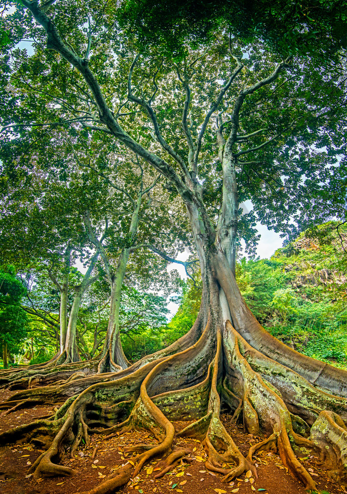 Jurrasic_park_tree_composite_21x30_web_lg_gyejok.jpg