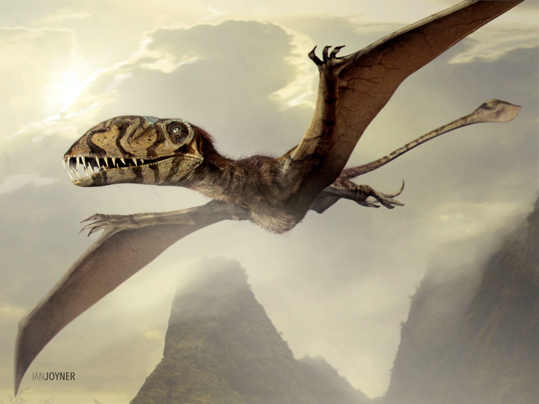 JW Dimorphodon.JPG