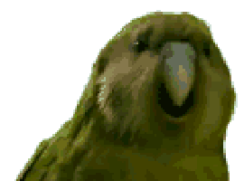 Kakapo.gif
