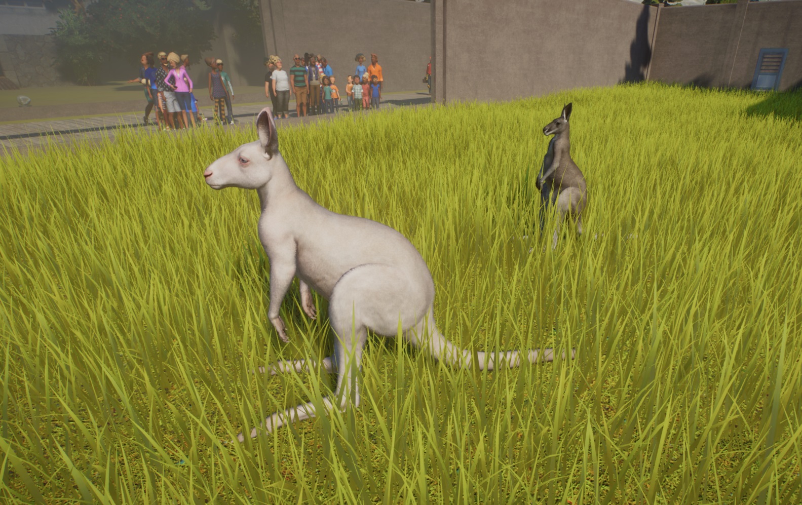 kanga.jpg