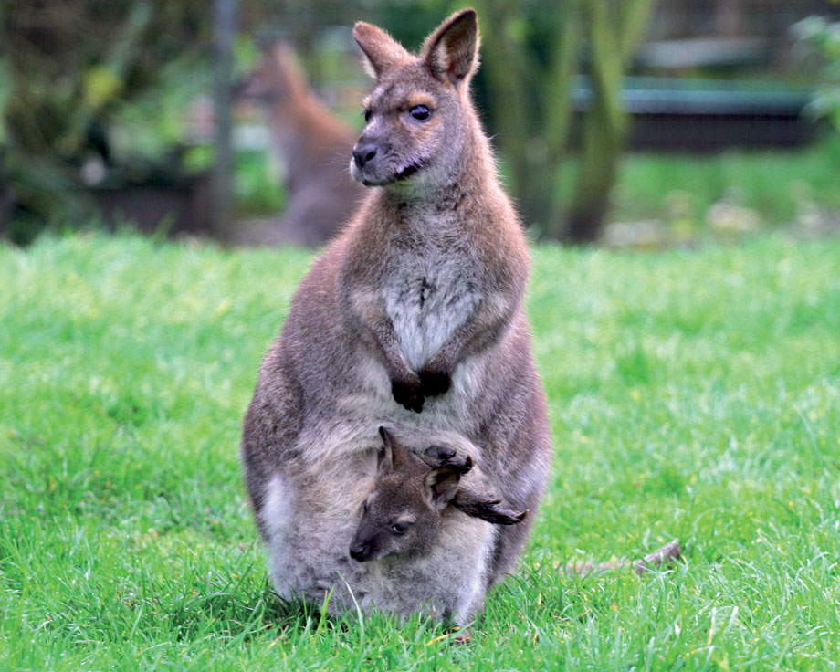 kangourou-a-vendre-wallaby-de-benett-cou-rouge-macropus-rufogriseus.jpg