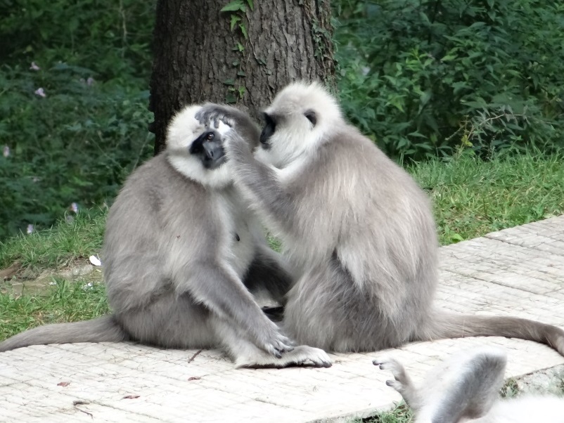 Kashmir gray langur.jpg
